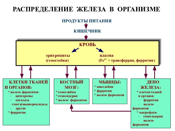 КОСТНЫЙ МОЗГ: * гемоглобин * гемосидерин * железо ферментов МЫШЦЫ: *