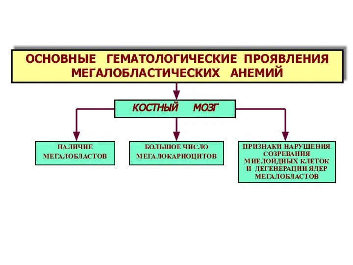 ОСНОВНЫЕ ГЕМАТОЛОГИЧЕСКИЕ ПРОЯВЛЕНИЯ МЕГАЛОБЛАСТИЧЕСКИХ АНЕМИЙ