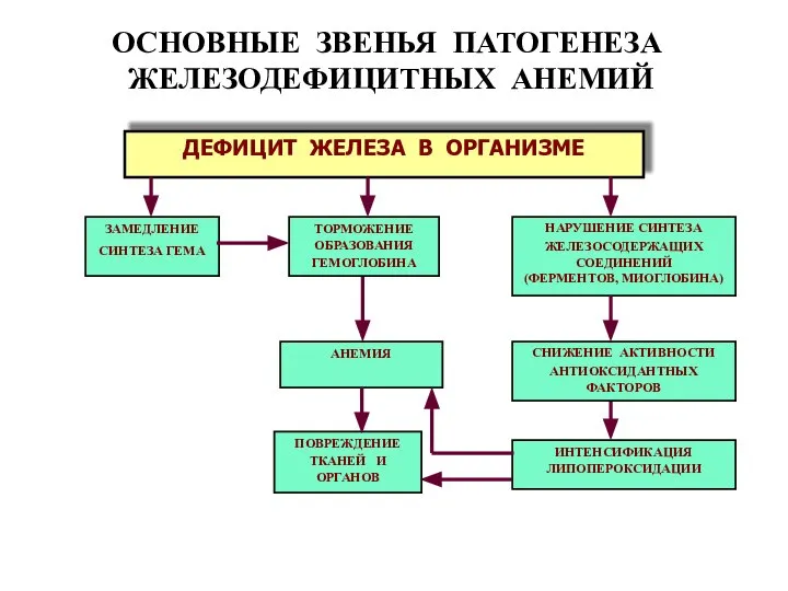 ДЕФИЦИТ ЖЕЛЕЗА В ОРГАНИЗМЕ ОСНОВНЫЕ ЗВЕНЬЯ ПАТОГЕНЕЗА ЖЕЛЕЗОДЕФИЦИТНЫХ АНЕМИЙ ПОВРЕЖДЕНИЕ ТКАНЕЙ И ОРГАНОВ