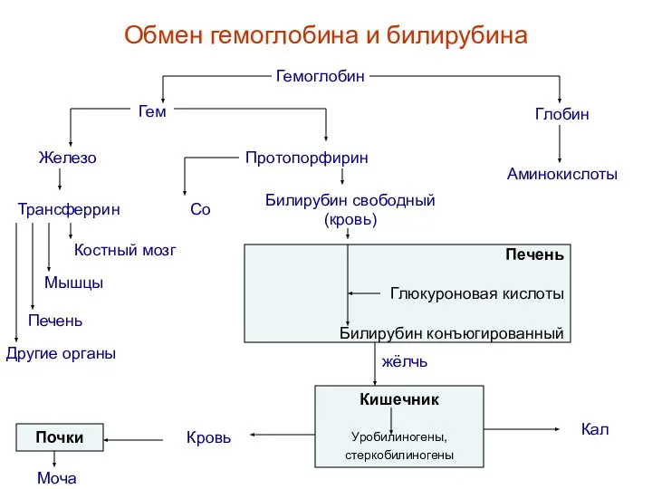 Обмен гемоглобина и билирубина Гемоглобин Гем Железо Костный мозг Мышцы Глобин