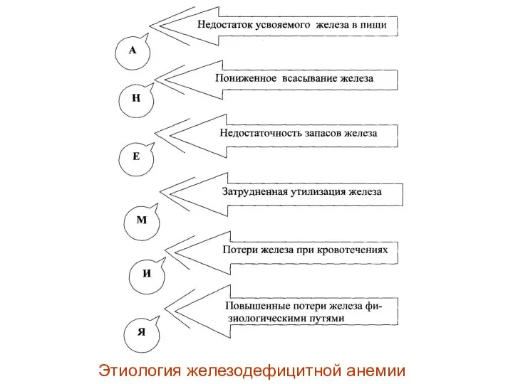 Этиология железодефицитной анемии