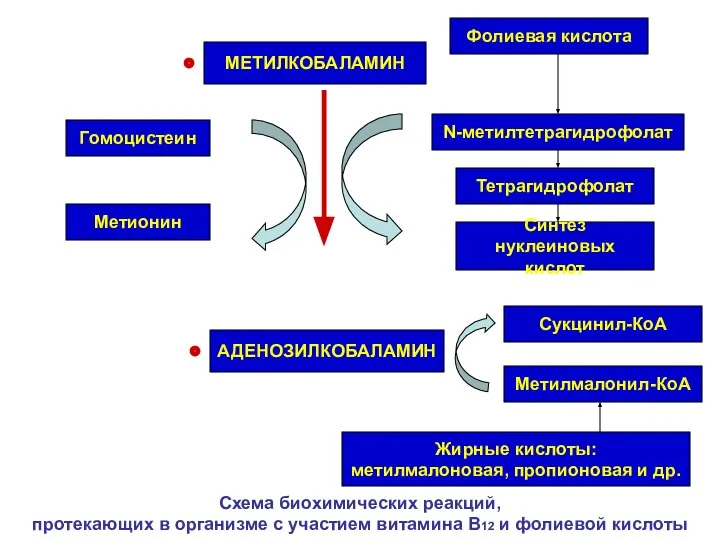 Схема биохимических реакций, протекающих в организме с участием витамина В12 и