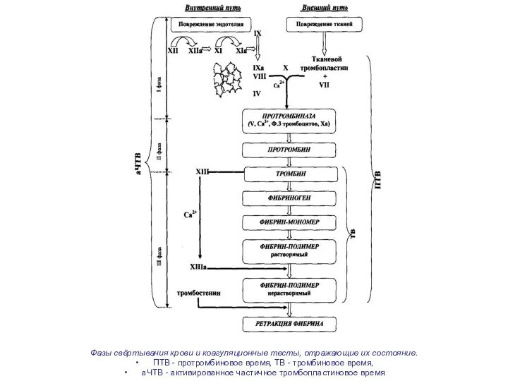 Фазы свёртывания крови и коагуляционные тесты, отражающие их состояние. ПТВ -