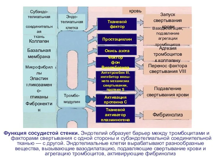 Функция сосудистой стенки. Эндотелий образует барьер между тромбоцитами и факторами свертывания