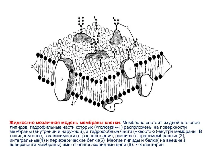 Жидкостно мозаичная модель мембраны клетки. Мембрана состоит из двойного слоя липидов,