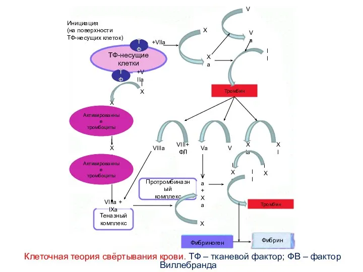 Клеточная теория свёртывания крови. ТФ – тканевой фактор; ФВ – фактор