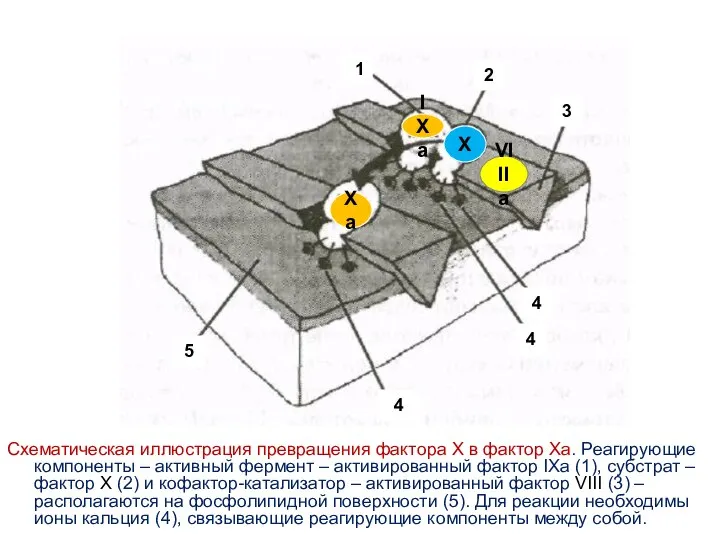 Схематическая иллюстрация превращения фактора X в фактор Ха. Реагирующие компоненты –