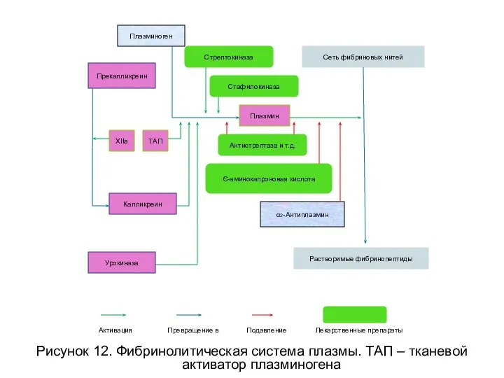 Рисунок 12. Фибринолитическая система плазмы. ТАП – тканевой активатор плазминогена Стрептокиназа