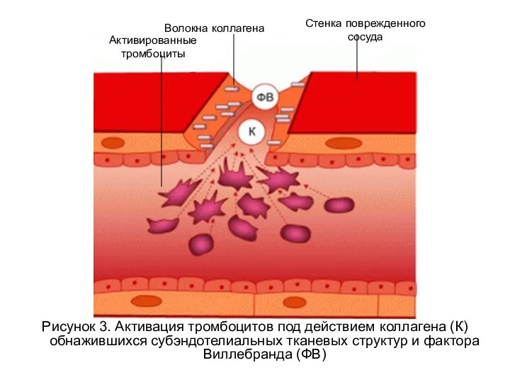 Рисунок 3. Активация тромбоцитов под действием коллагена (К) обнажившихся субэндотелиальных тканевых