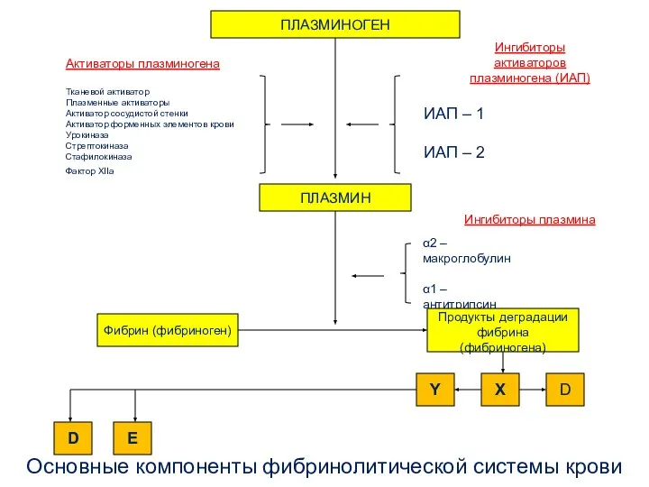 Основные компоненты фибринолитической системы крови ПЛАЗМИНОГЕН ПЛАЗМИН Ингибиторы активаторов плазминогена (ИАП)