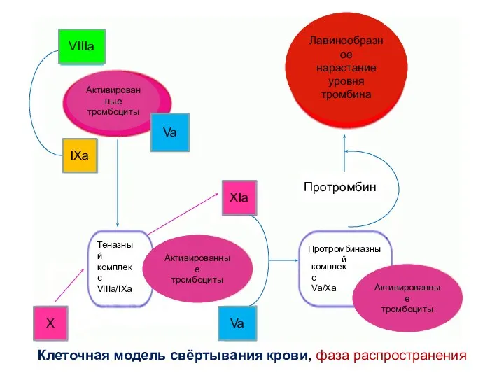 Клеточная модель свёртывания крови, фаза распространения Протромбиназный комплекс Vа/Ха Теназный комплекс