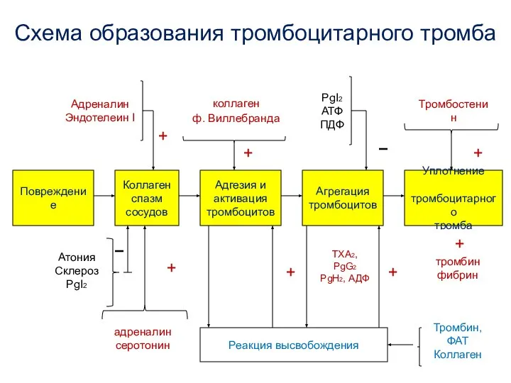 Схема образования тромбоцитарного тромба Повреждение Уплотнение тромбоцитарного тромба Агрегация тромбоцитов Адгезия