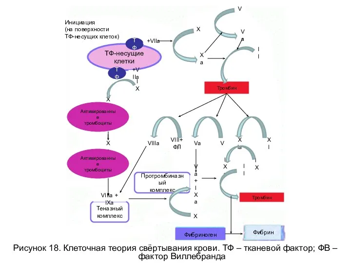 Рисунок 18. Клеточная теория свёртывания крови. ТФ – тканевой фактор; ФВ