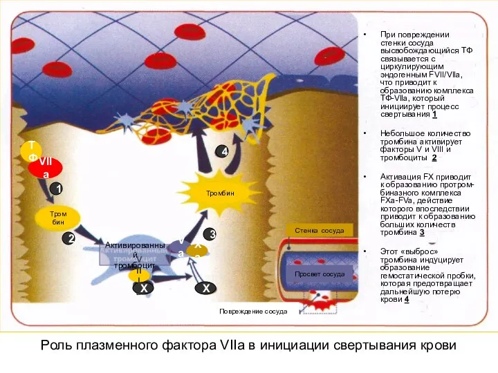 Роль плазменного фактора VIIa в инициации свертывания крови При повреждении стенки