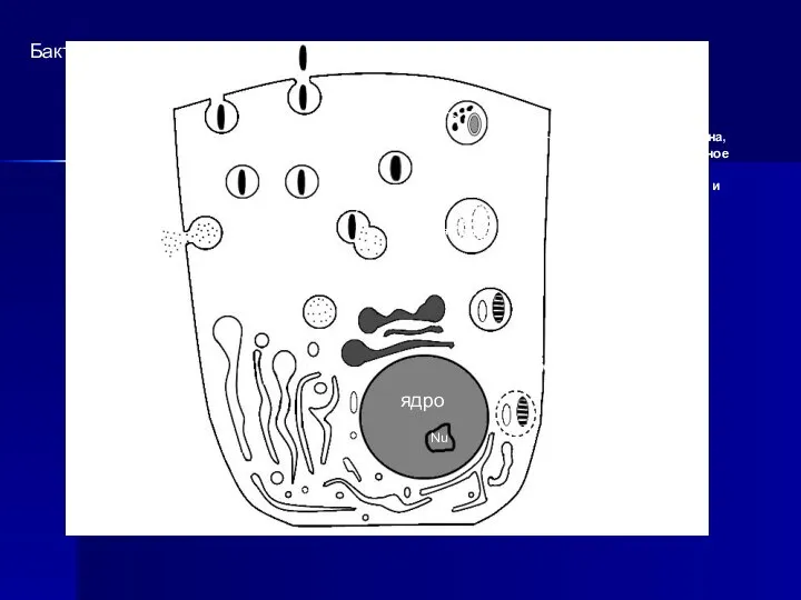 экзоцитоз Бактериальный фагоцитоз Остаточное тельце Nu ядро 5 4 2 1