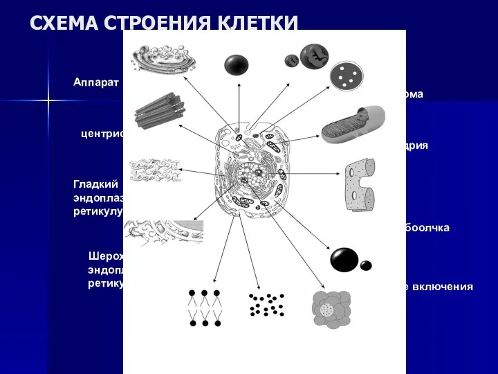 СХЕМА СТРОЕНИЯ КЛЕТКИ гликоген ядрышко плазмолемма Шероховатый эндоплазматический ретикулум Гладкий эндоплазматический