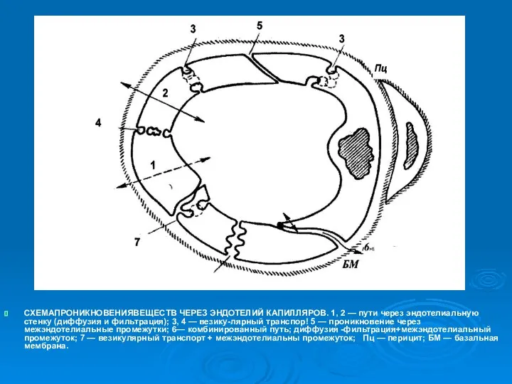 СХЕМАПРОНИКНОВЕНИЯВЕЩЕСТВ ЧЕРЕЗ ЭНДОТЕЛИЙ КАПИЛЛЯРОВ. 1, 2 — пути через эндотелиальную стенку
