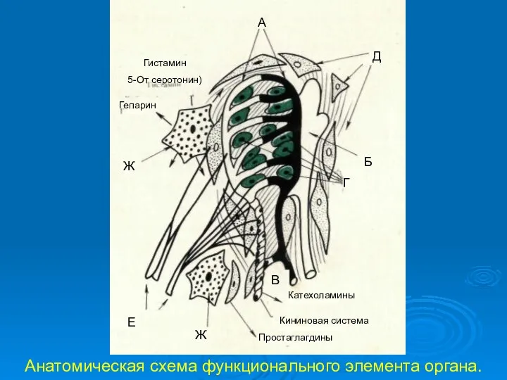 Анатомическая схема функционального элемента органа. А Д Б Г Гистамин 5-От