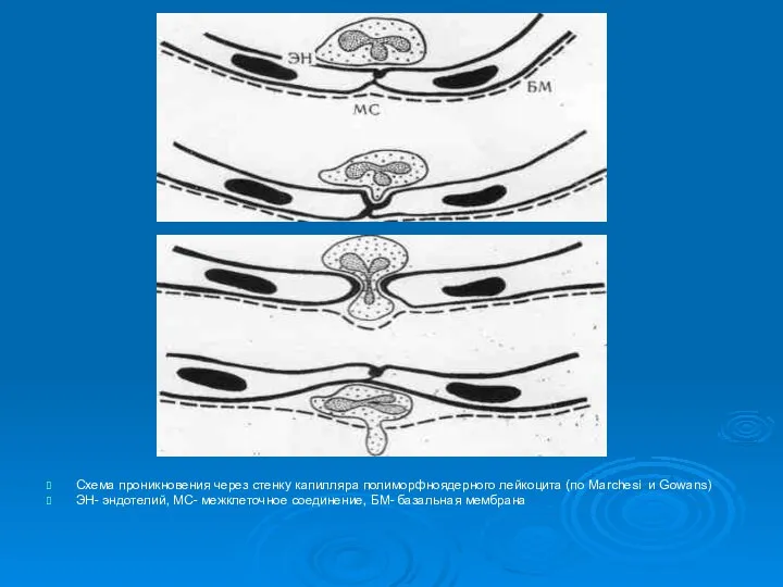 Схема проникновения через стенку капилляра полиморфноядерного лейкоцита (по Marchesi и Gowans)