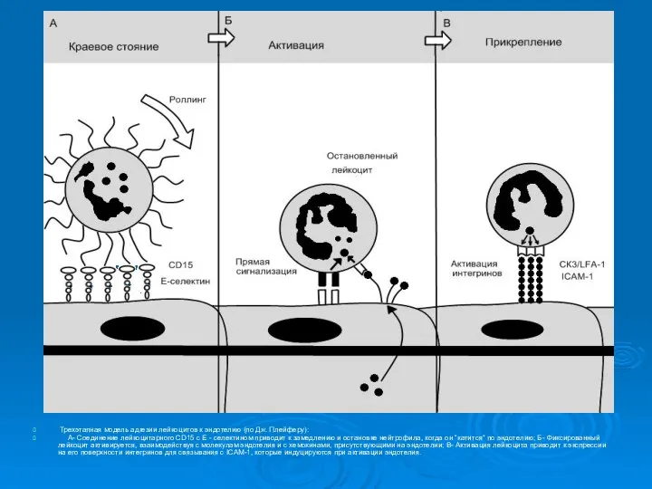Трехэтапная модель адгезии лейкоцитов к эндотелию (по Дж. Плейферу): А- Соединение