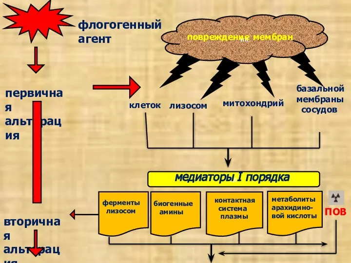 пп повреждение мембран первичная альтерация вторичная альтерация флогогенный агент клеток лизосом