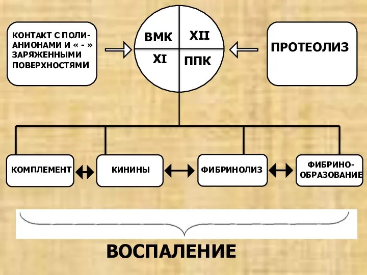 КОМПЛЕМЕНТ КИНИНЫ ФИБРИНОЛИЗ ФИБРИНО- ОБРАЗОВАНИЕ ВОСПАЛЕНИЕ ВМК ППК XI XII ПРОТЕОЛИЗ