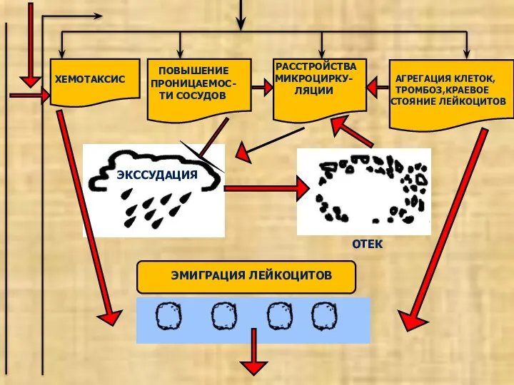 ХЕМОТАКСИС ПОВЫШЕНИЕ ПРОНИЦАЕМОС- ТИ СОСУДОВ РАССТРОЙСТВА МИКРОЦИРКУ- ЛЯЦИИ АГРЕГАЦИЯ КЛЕТОК, ТРОМБОЗ,КРАЕВОЕ