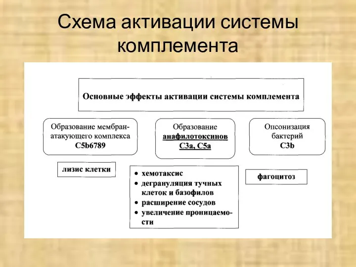 Схема активации системы комплемента