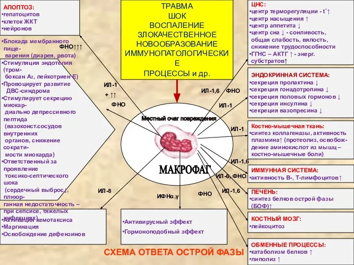 СХЕМА ОТВЕТА ОСТРОЙ ФАЗЫ МАКРОФАГ Местный очаг повреждения ТРАВМА ШОК ВОСПАЛЕНИЕ