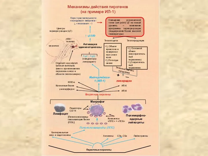 Механизмы действия пирогенов (на примере ИЛ-1) Макрофаг Полиморфно-ядерные лейкоциты Лимфоцит Липополисахариды