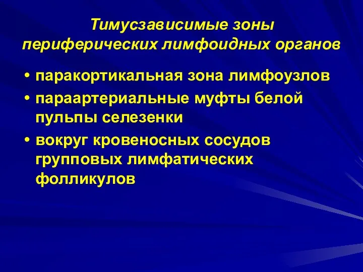 Тимусзависимые зоны периферических лимфоидных органов паракортикальная зона лимфоузлов параартериальные муфты белой