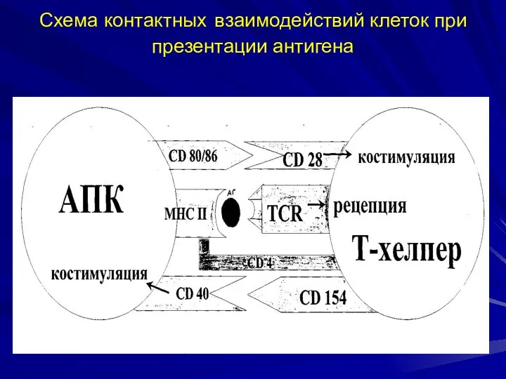 Схема контактных взаимодействий клеток при презентации антигена