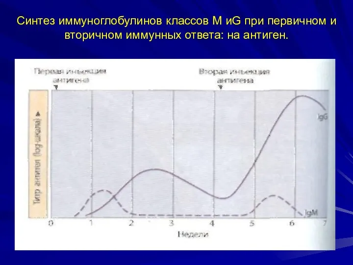 Синтез иммуноглобулинов классов М иG при первичном и вторичном иммунных ответа: на антиген.