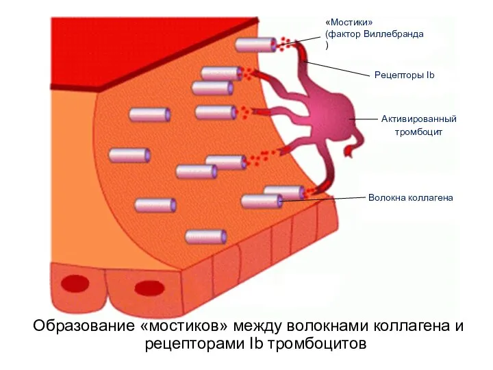 Образование «мостиков» между волокнами коллагена и рецепторами Ib тромбоцитов Активированный тромбоцит