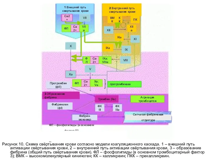 Рисунок 10. Схема свёртывания крови согласно модели коагуляционного каскада. 1 –