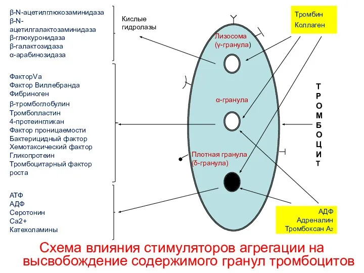 Схема влияния стимуляторов агрегации на высвобождение содержимого гранул тромбоцитов Плотная гранула