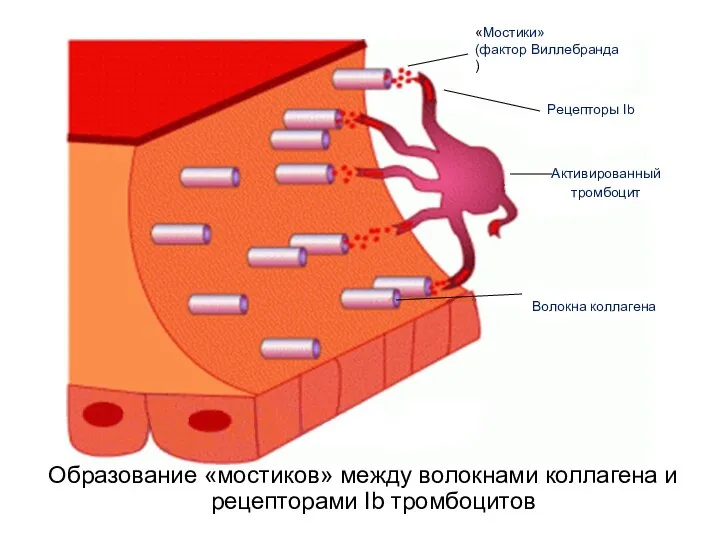 Образование «мостиков» между волокнами коллагена и рецепторами Ib тромбоцитов Активированный тромбоцит