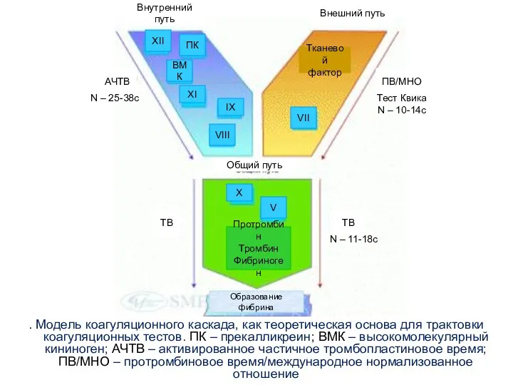 . Модель коагуляционного каскада, как теоретическая основа для трактовки коагуляционных тестов.