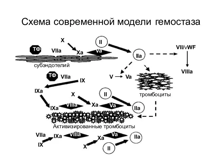 Схема современной модели гемостаза II II II IIa IIa IIa VII/vWF
