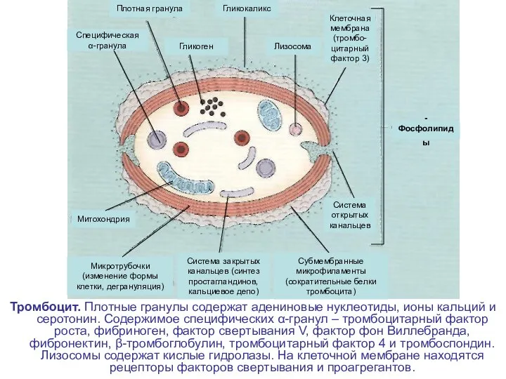Тромбоцит. Плотные гранулы содержат адениновые нуклеотиды, ионы кальций и серотонин. Содержимое