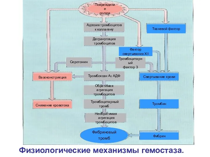 Физиологические механизмы гемостаза. Повреждение сосуда Фибриновый тромб Снижение кровотока Фибрин Тромбин