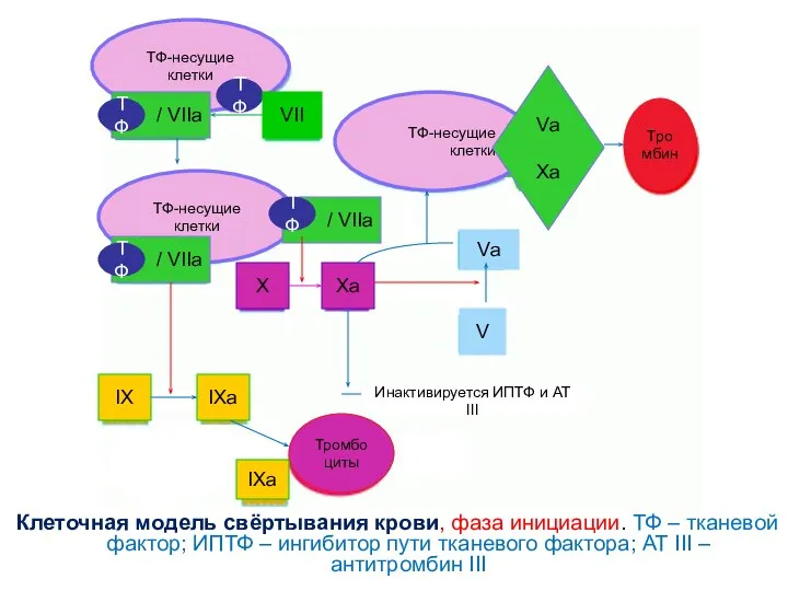 Клеточная модель свёртывания крови, фаза инициации. ТФ – тканевой фактор; ИПТФ