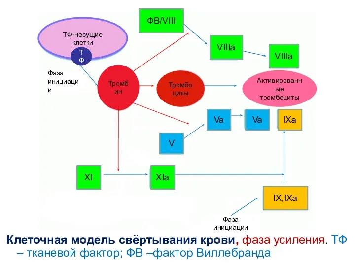 Клеточная модель свёртывания крови, фаза усиления. ТФ – тканевой фактор; ФВ