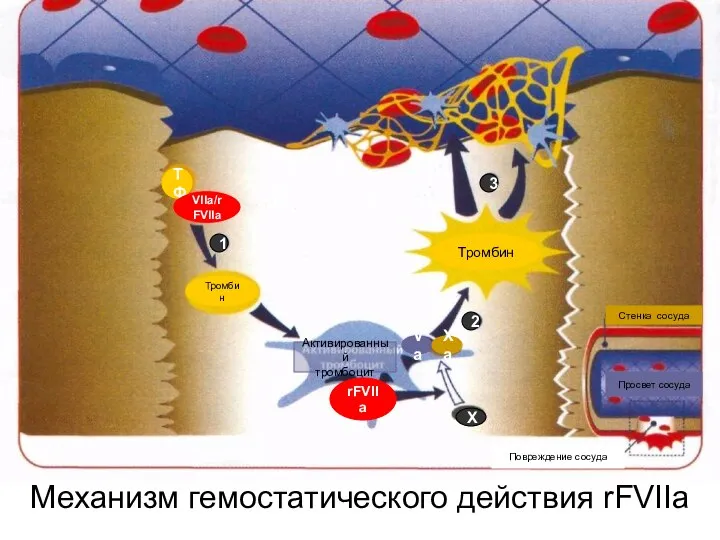 Механизм гемостатического действия rFVIIa Активированный тромбоцит Тромбин Тромбин 1 2 3