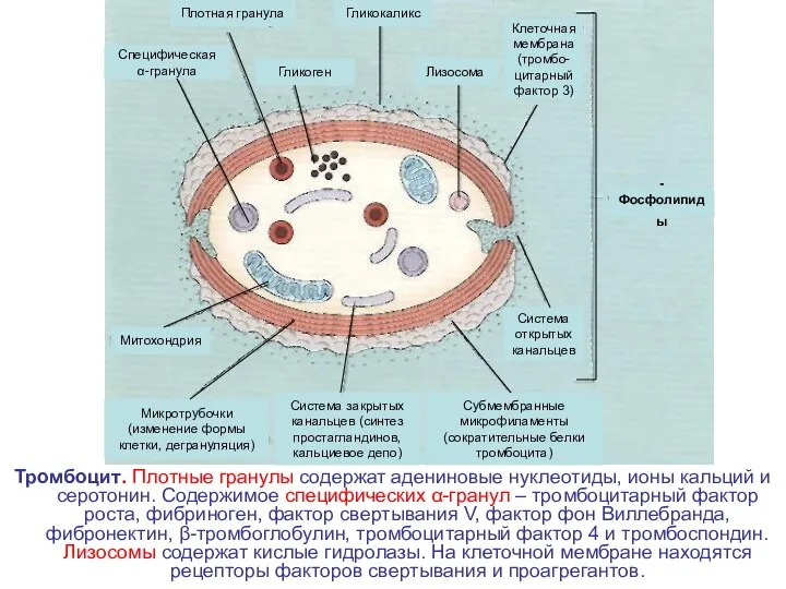 Тромбоцит. Плотные гранулы содержат адениновые нуклеотиды, ионы кальций и серотонин. Содержимое