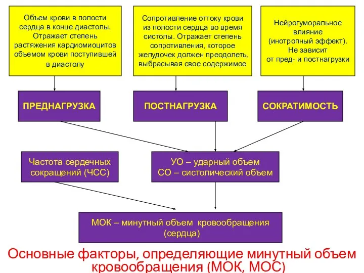 Основные факторы, определяющие минутный объем кровообращения (МОК, МОС) Объем крови в