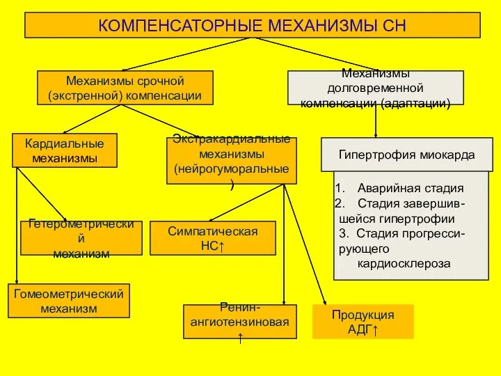 КОМПЕНСАТОРНЫЕ МЕХАНИЗМЫ СН Механизмы срочной (экстренной) компенсации Механизмы долговременной компенсации (адаптации)