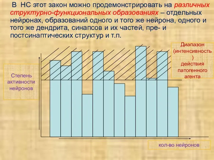 В НС этот закон можно продемонстрировать на различных структурно-функциональных образованиях –