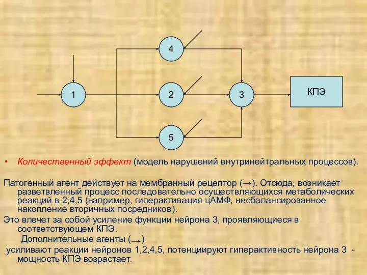 Количественный эффект (модель нарушений внутринейтральных процессов). Патогенный агент действует на мембранный