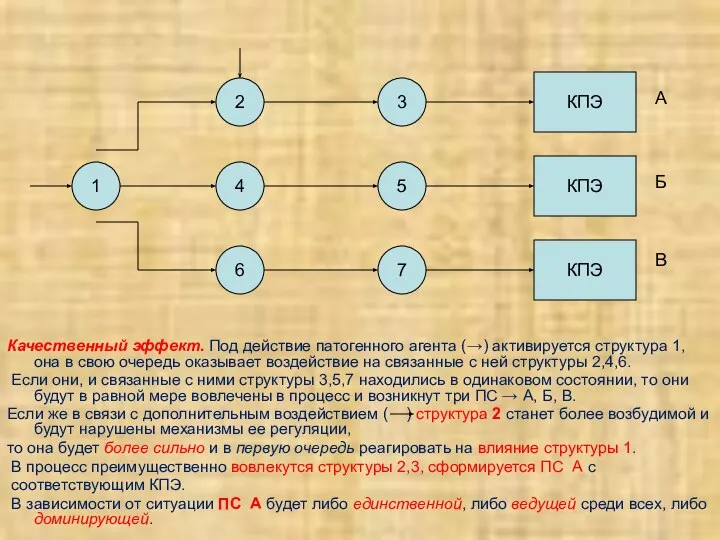 Качественный эффект. Под действие патогенного агента (→) активируется структура 1, она